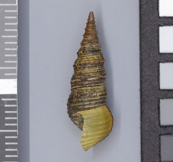 Media type: image;   Malacology 161785 Description: Image of dry shell, lateral view. Photographed for a researcher request.;  Aspect: LAT